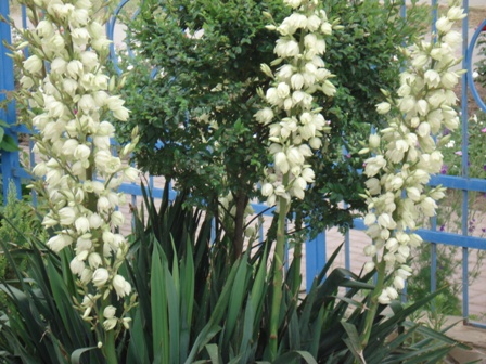  (Yucca Filamentosa),  