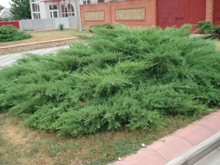 ,   (Juniperus horizontalis),  
