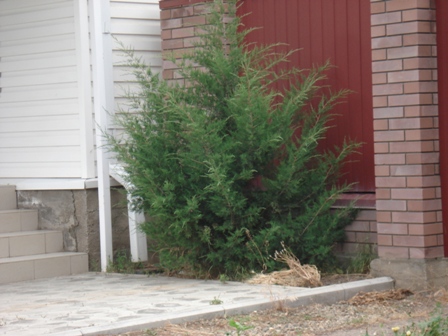 ,   (Juniperus horizontalis),  