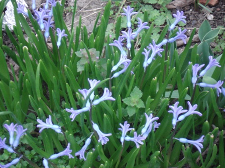  (Hyacinthus)