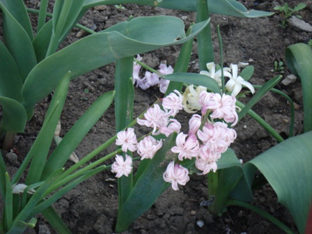  (Hyacinthus)