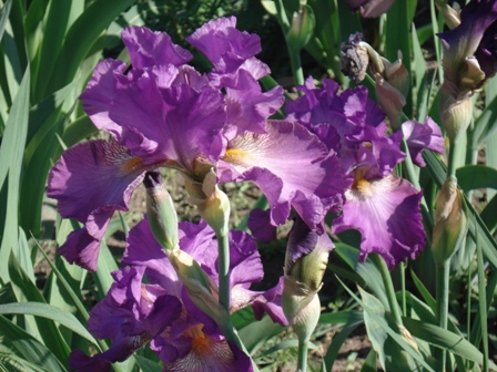   (Iris germanica).