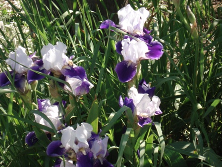   (Iris germanica).