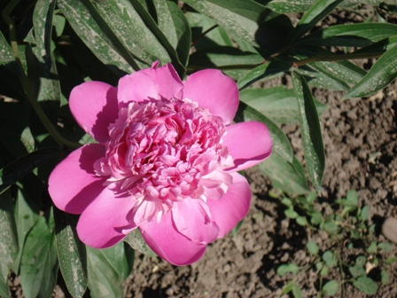  (Paeonia lactiflora).