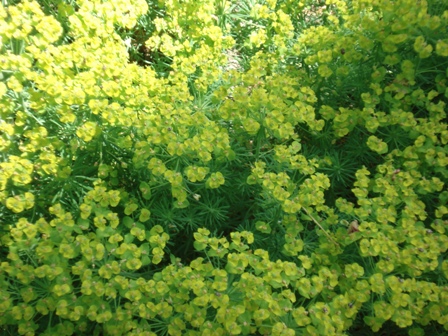  (Euphorbia),   ,  .