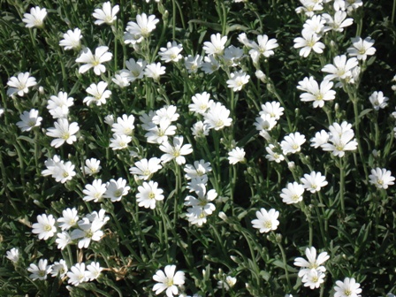   (Cerastium argenteum).
