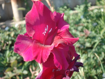  (Gladiolus), 