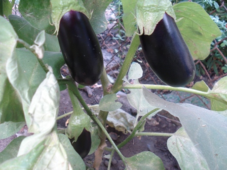 ,   (Solanum melongena) 