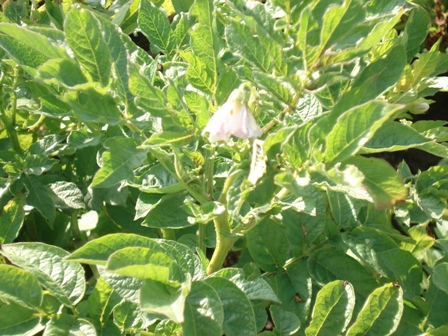  (Solanum tuberosum) 