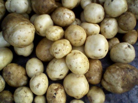  (Solanum tuberosum) 