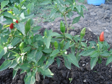   (Capsicum annuum) ,   () 