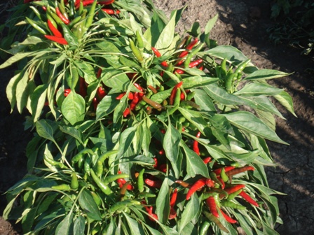   (Capsicum annuum) ,   () 