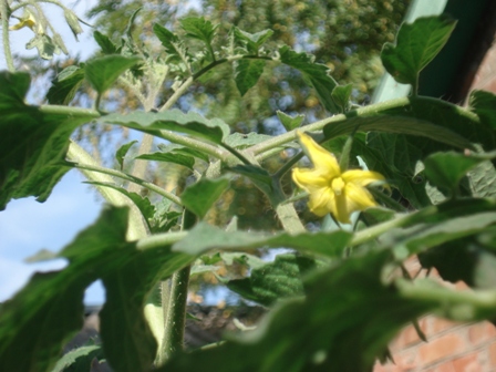 ,  (Solanum lycopersicum) 