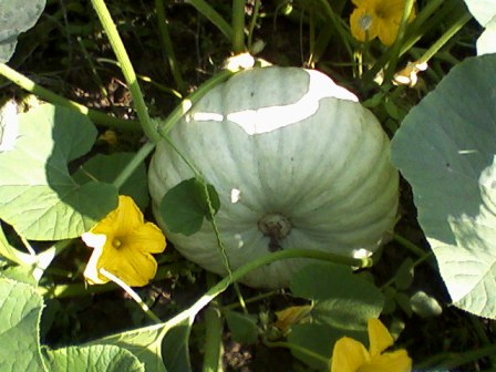   (Cucurbita pepo),   