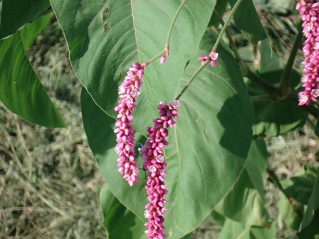    (Polygonum orientalis),   (Persicaria orientalis)