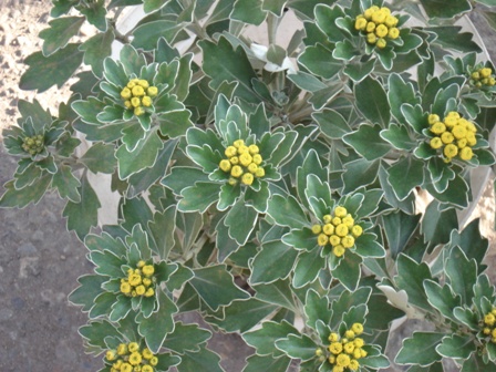 ,   (Chrisanthemum pacificum),   (Ajania pacifica)  ,   (Ajania fastigiata)