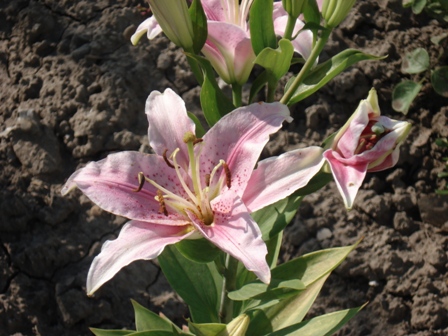  (Lilium),  ,   (Oriental hybrids)