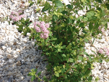  (Spiraea japonica)