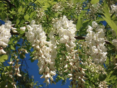   (Acacia alba L),   (Robinia pseudoacacia L.).
