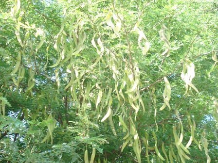  ,   (Gleditschia triacanthus),  ..