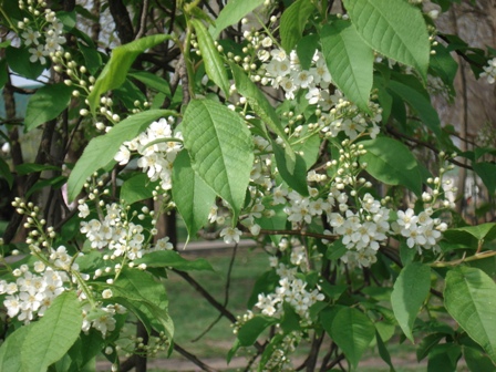   (Prunus padus  Padus avium),  , ..