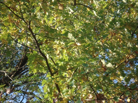   (Quercus pedunculata),    (Quercus robur),   ,   .
