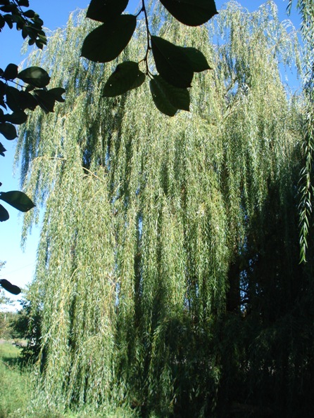   (Salix Caprea Pendula),  , , , ..