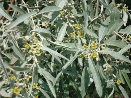   (Elaeagnus angustifolia),  .