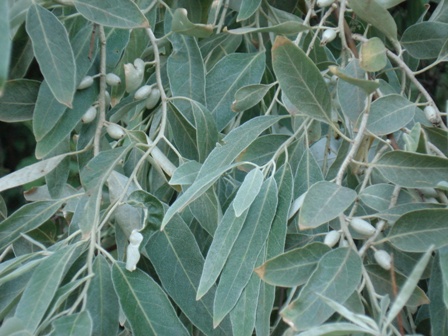   (Elaeagnus angustifolia),  .