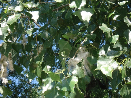   (Populus Canadensis).