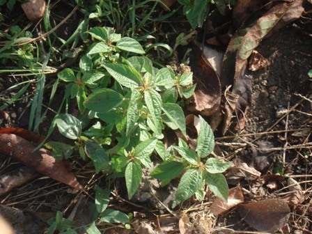   (Acalypha australis), - 