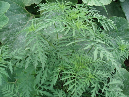  ( Ambrosia artemiifolia).   