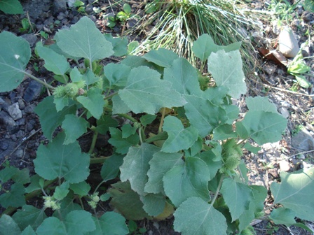   (Xanthium strumarium L),   (Xanthium californicum),  , ,  ,  ,   