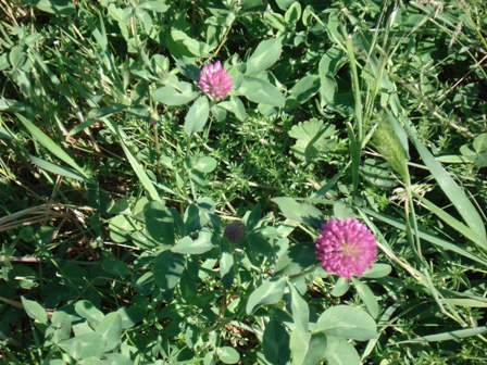   (Trifolium pretense L.),  , , ,  