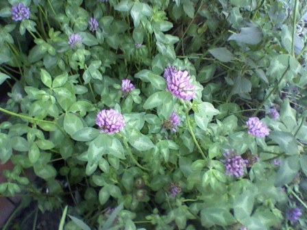   (Trifolium pretense L.),  , , ,  