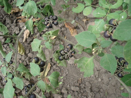   (Solanum nigrum), , .