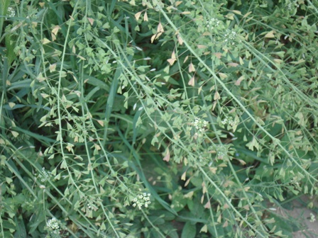    (Capsella bursa pastoris),   