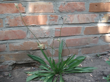   (Plantago lanceolata L.),  , ,  ,  .