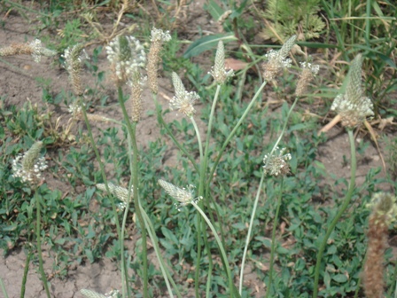   (Plantago lanceolata L.),  , ,  ,  .
