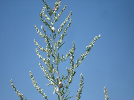   (Artemisia vulgaris), .