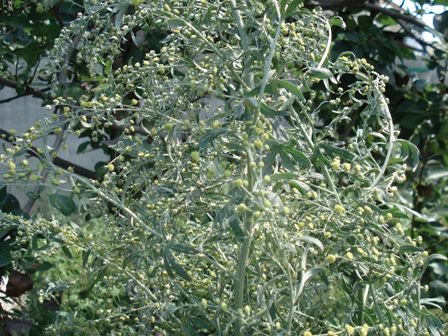   (Artemisia absinthium L.)..