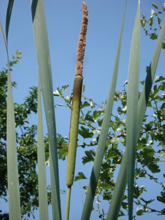   (Typha latifolia) 