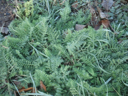   (Achillea millefolium L.).