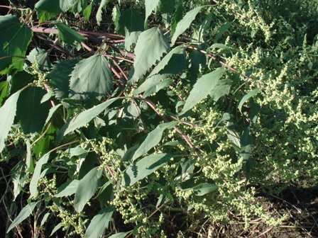   (yclachaena Xanthifolia),  ,  ,  .