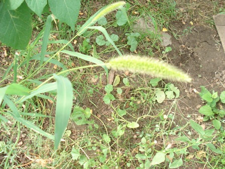   (Setaria viridis),  .