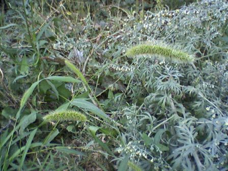   (Setaria viridis),  .