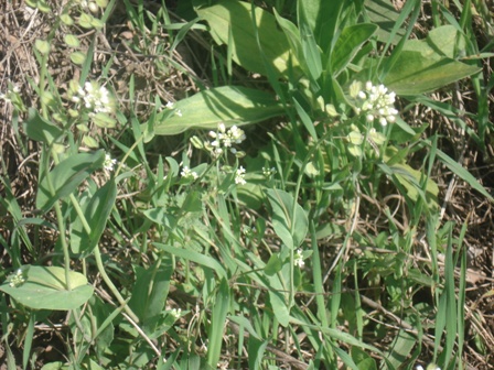   (Thlaspi perfoliatum) 