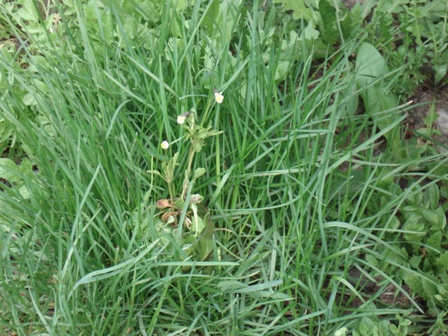   (Viola arvensis),   (Viola minima) 