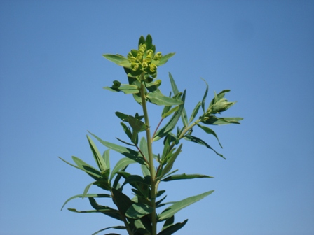   (Euphorbia Waldstenii),   (Euphorbia virgata),   