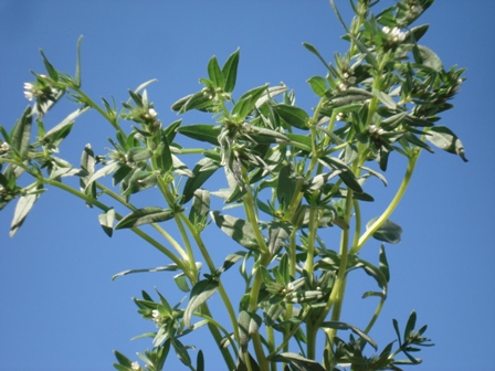   (Lithospermum arvensis),   (Buglossoides arvensis),  